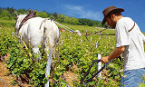 Stadig grønnere i Chablis