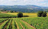 Satser friskt på Beaujolais