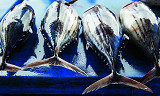 Kan du spise blåfinnet tunfisk med god samvittighet?